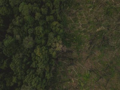 World Wildlife Fund partners with Discovery Analytics Center on automated system to help save forests