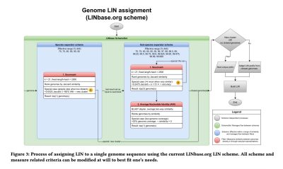 Graphic  from the paper "LINgroups as a robust principled approach to compare and integrate multiple bacterial taxonomies"